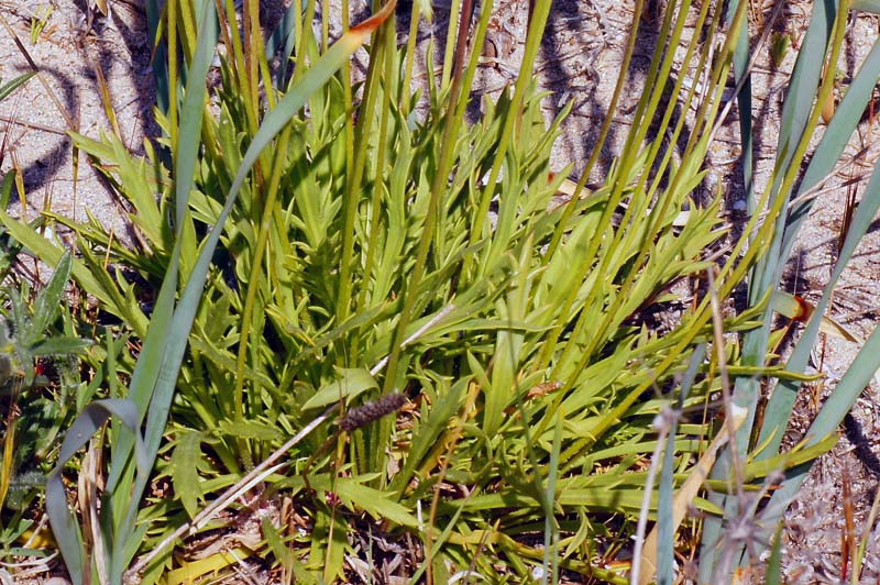 Plantago coronopus / Erba saetta